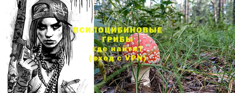 Псилоцибиновые грибы Psilocybine cubensis  хочу   Баксан 